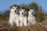 ALASKAN MALAMUTE 441